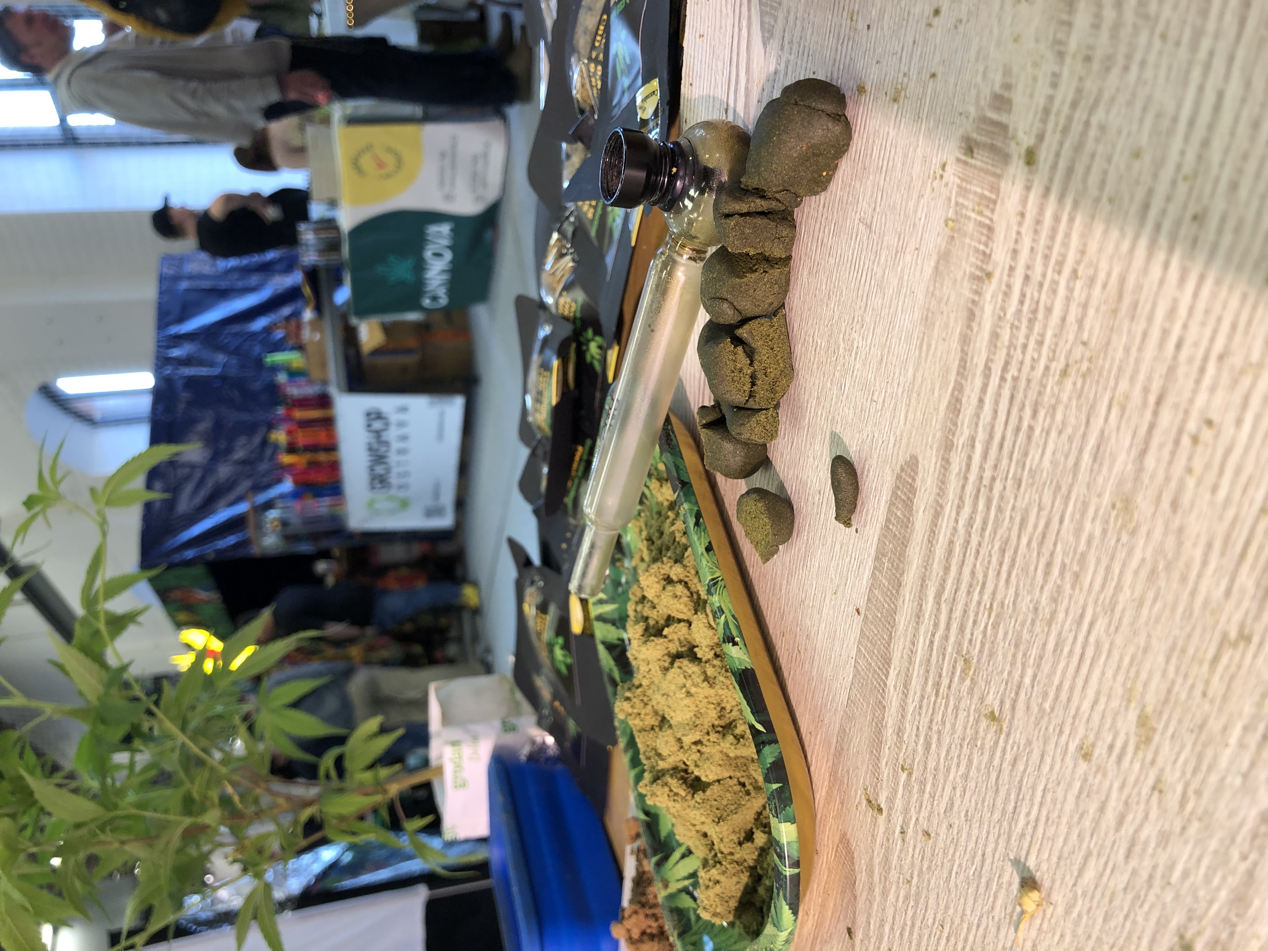 první hašiš na konopexu_1